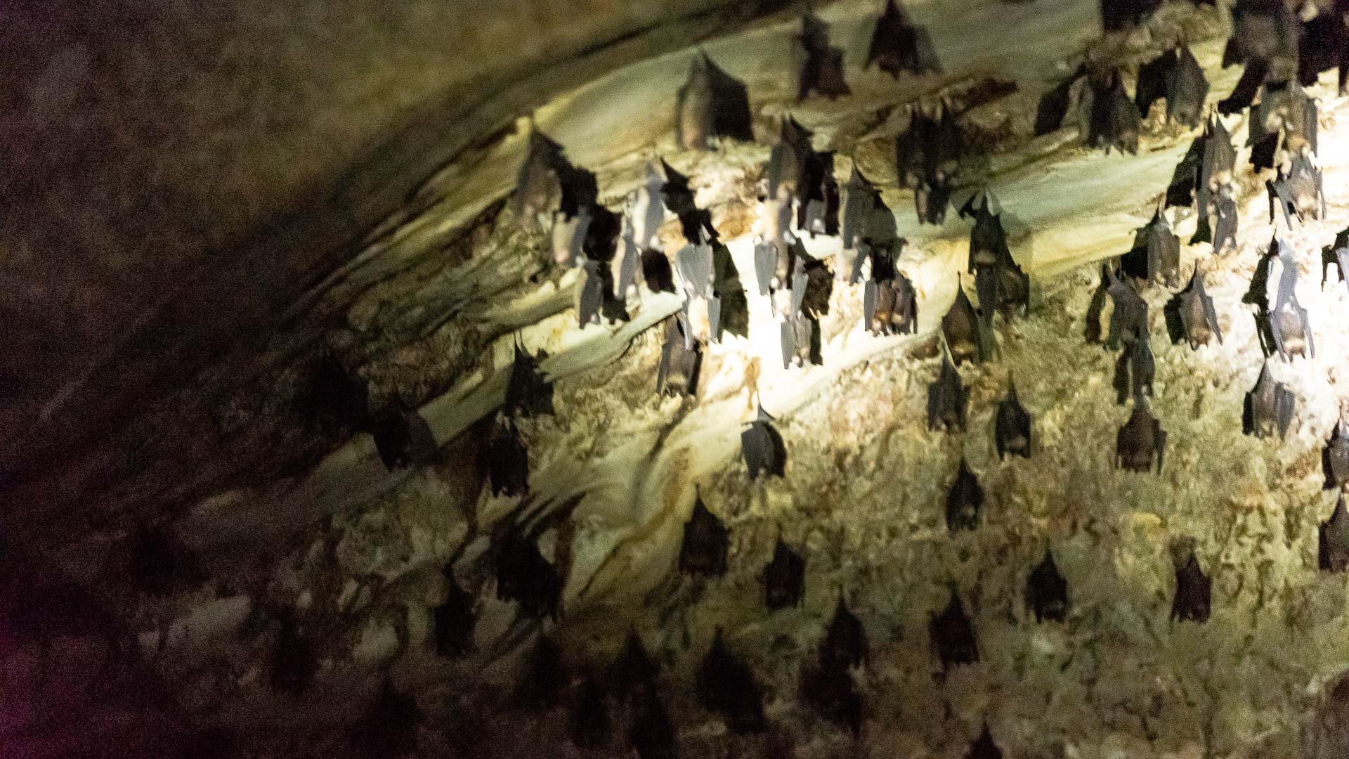 Fladdermöss, Kilim Geoforest Park