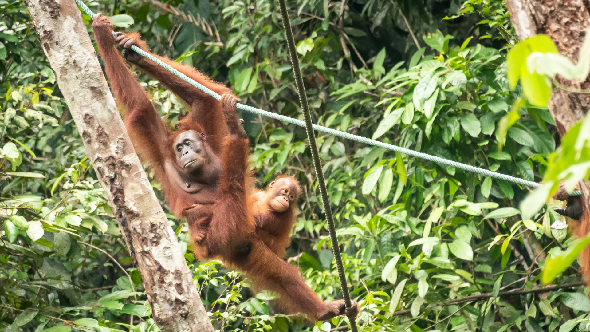Orangutanger, Semenggoh, Borneo