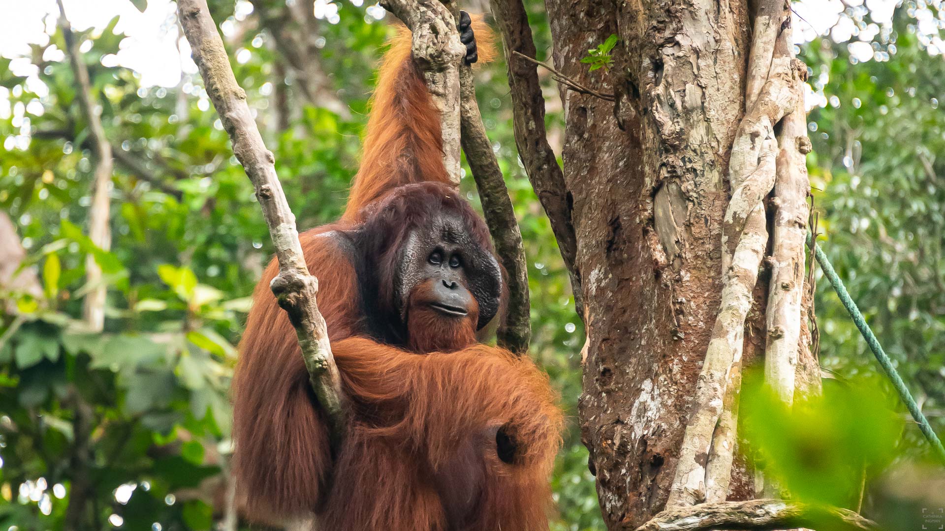 Orangutanger, Semenggoh, Borneo