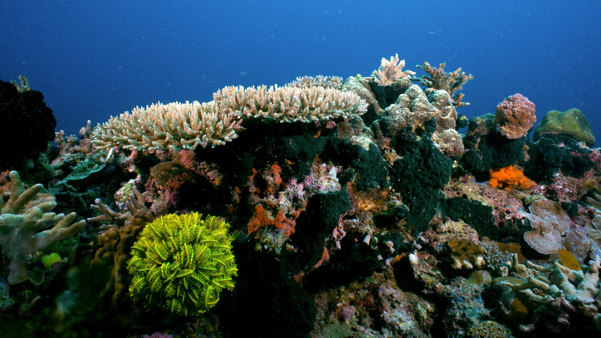 Under ytan Borneo