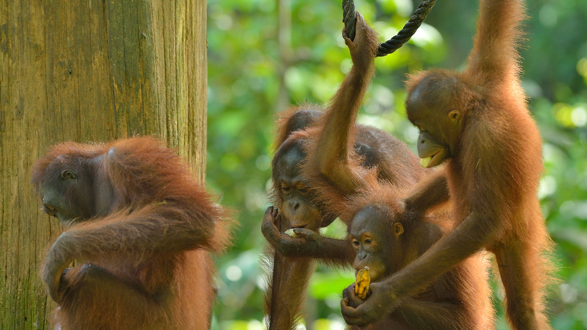 Sabah, Orangutanger, Borneo